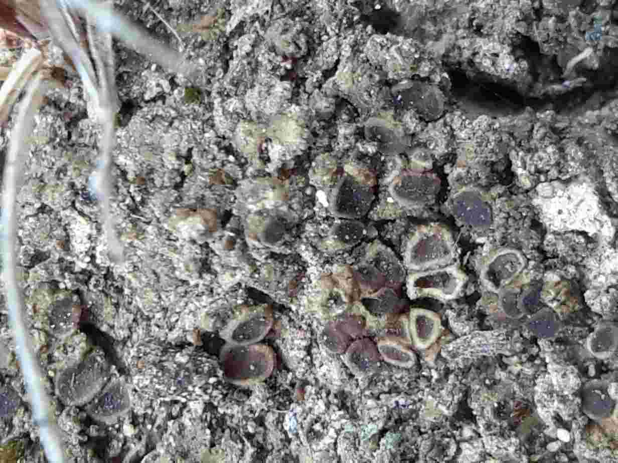 [Rinodina conradii]